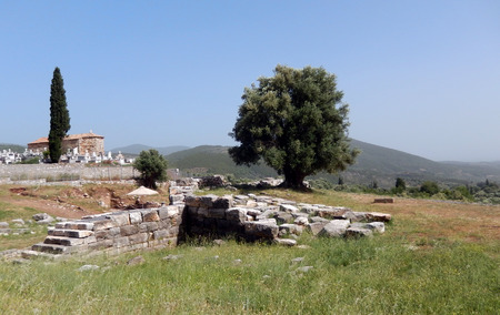 Olive trees on an ancient archaeological site in Kalamata, Greeceの写真素材