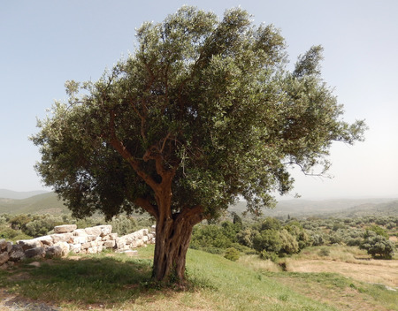 Singular olive tree surrounded by ancient stone walls in Kalamata, Greeceの写真素材