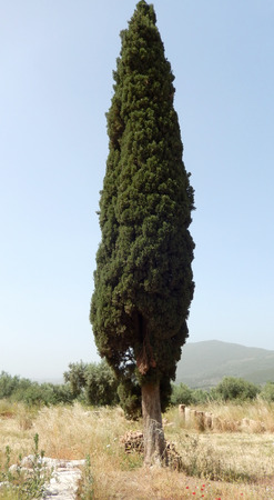 Columnar Cypress tree on an ancient archaeological site in Greeceの写真素材