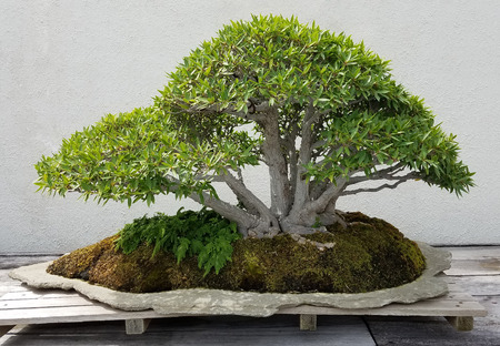 Bonsai and Penjing landscape with miniature ficus tree in a tray