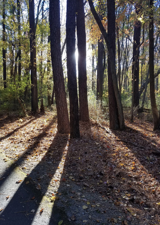 Autumn with trees against the sun, projecting long shadows in a park.の写真素材