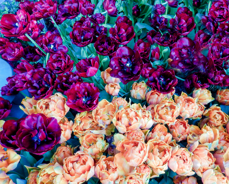 Floral spring-time landscape with mixed color tulipsの写真素材