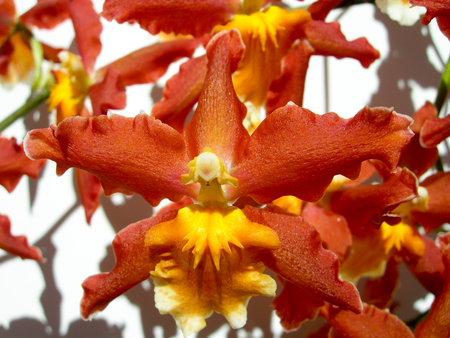 Closeup on a red orchid with an orange center petalの写真素材