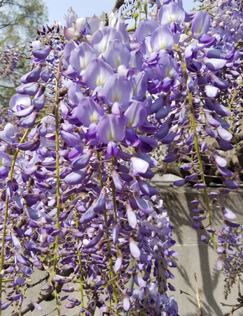 Close-up on a cluster of wisteria flowers in the purple, ultra violet color of the year in 2018, for summer landscapes.の写真素材