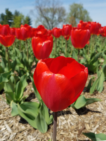 Close-up on a red tulip flower for springtime backgroundsの写真素材