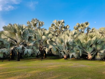 Lush greenery landscape in the Gardens by the Bay park in Singapore.のeditorial素材