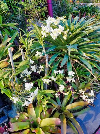 Lush orchid landscape in the Gardens by the Bay park in Singapore.のeditorial素材