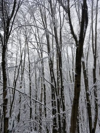 Frozen forest with tree branches and twigs covered in snow and ice for winter holiday backgrounds.の写真素材