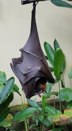 Large fruit bat or flying fox hanging upside-down in a tree in Bali, Indonesia