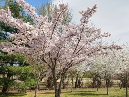 Springtime cherry tree in full bloom with branches filled with pink flowers