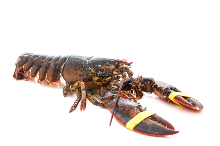 very good fresh european lobster, homarus gammarus, of atlantic coast Isolated with white backgroundの写真素材
