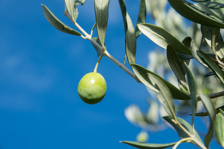 Olive trees with blue sky backgroundの写真素材