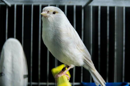 beautiful white Canary in a cageの写真素材