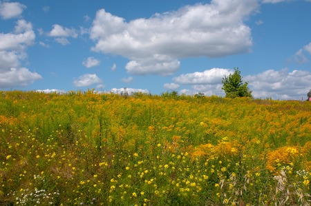 Bush on a meadow with a grass and dandelions on a background of the sky with cloudsの写真素材
