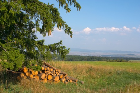 Landscape with a fur-tree and a woodpileの写真素材