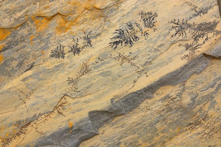 stone with vegetative figureの写真素材