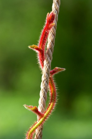 red stalk on a cord and a green backgroundの写真素材