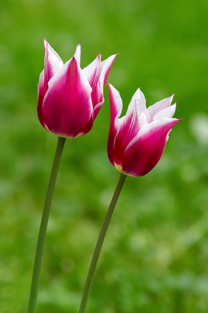 Red with white a tulip on a green backgroundの写真素材