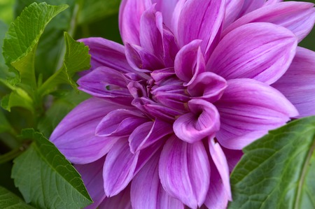 Flower a dahlia close up on a green backgroundの写真素材