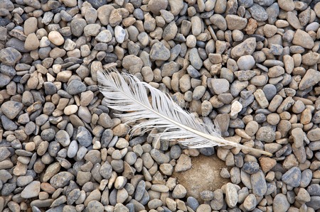 feather of a bird lonely on stonesの写真素材