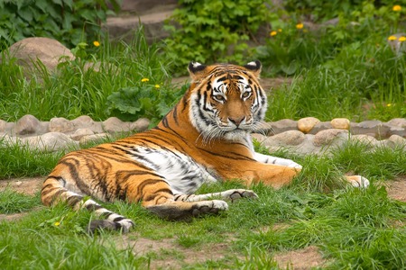 Regal tiger laying in a grassの写真素材