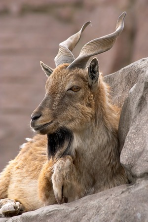 Mountain goat a close up laying on a rockの写真素材