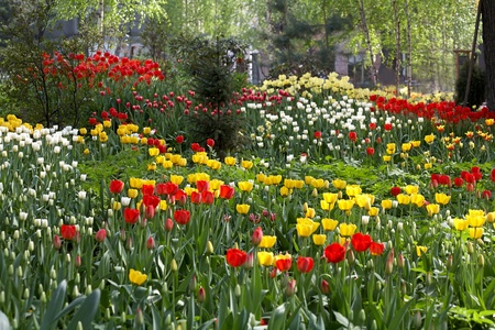 A flower bed of red and white and yellow tulipsの写真素材
