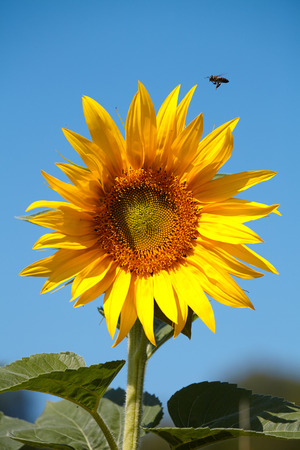 Sunflower and bee on a background of blue skyの写真素材