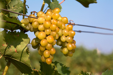 Bunch of white wine grapes on the vineの写真素材