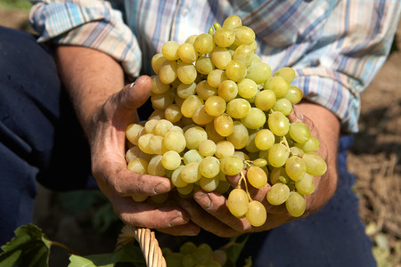Bunch of white wine grapes in the hands of the winemakerの写真素材