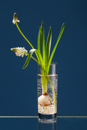 White Muscari in a transparent vase on a blue backgroundの写真素材