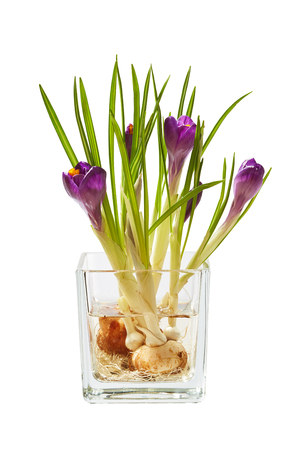 Bunch of crocuses in a water in transparent vase isolatedの写真素材