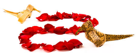 A bird is following a path of petalsの写真素材
