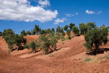 Olive Trees in Andalusia, Spain, against blue skyの写真素材
