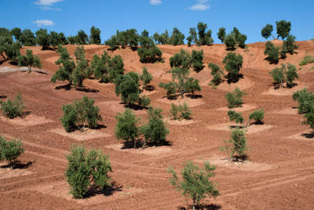 Rows of Olive Trees in Andalusia, Spain.の写真素材