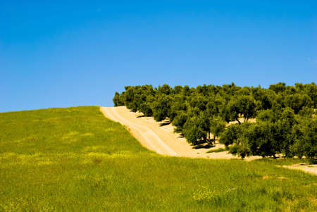 Landscape with Olive Trees in Andalusia, Spain.の写真素材