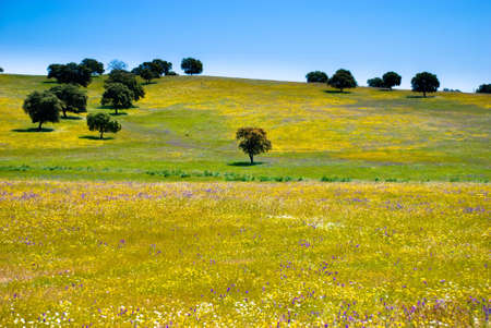 Olive trees among yellow and violet flowers in Andalusia, Spain.の写真素材
