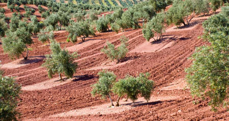 Olive grove in Andalusia, Spain.の写真素材