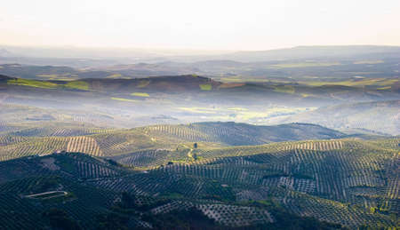 A mountain top view of Cazorla's Andalusian olive trees hill in a misty dayの写真素材