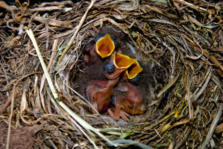 Close up of hangry small birds in its nestの写真素材