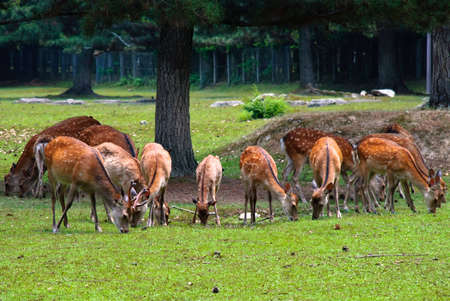 Spotted deers grazing grass in Nara, Japan.の写真素材