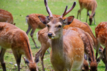 Male deer on the alert while the herd is grazing grassの写真素材
