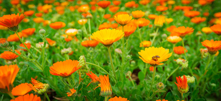 Bee over the flowerの写真素材