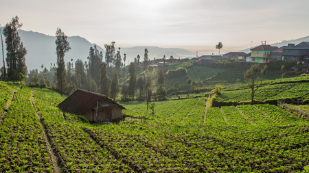 Hut in village at Mount Bromo, Indonesiaの写真素材
