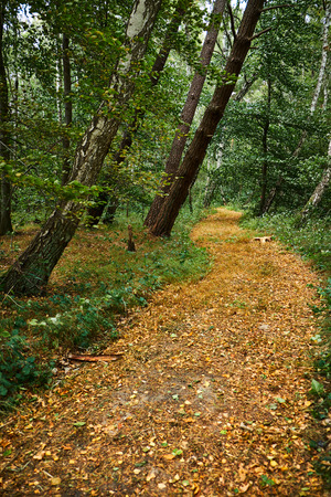 Curved footpath in a forest covered in golden leaves. Shot verticallyの写真素材