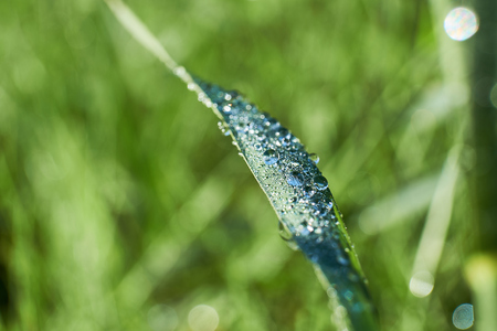 Macro shot of morning dew on a straw of grass, focusing on the strawの写真素材