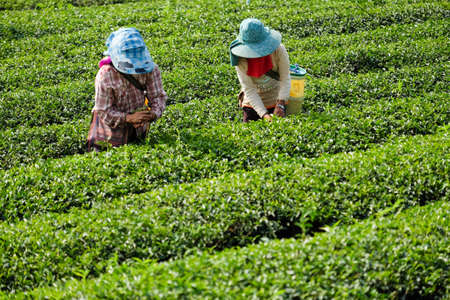 Workers pick tea leaves in tea plantation, Chiangrai, Thailandの写真素材