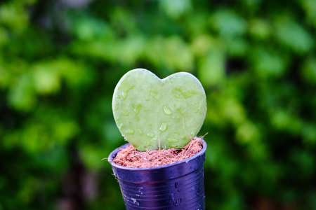 Hoya Kerrii, the thick leaves of heart-shapedの写真素材