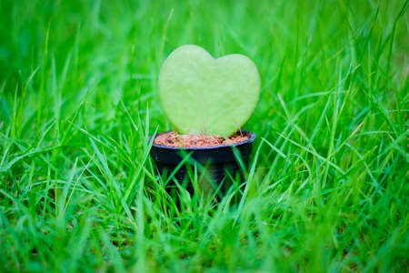 Hoya Kerrii, the thick leaves of heart-shapedの写真素材