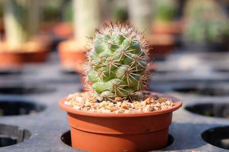 Cactus with colorful potの写真素材